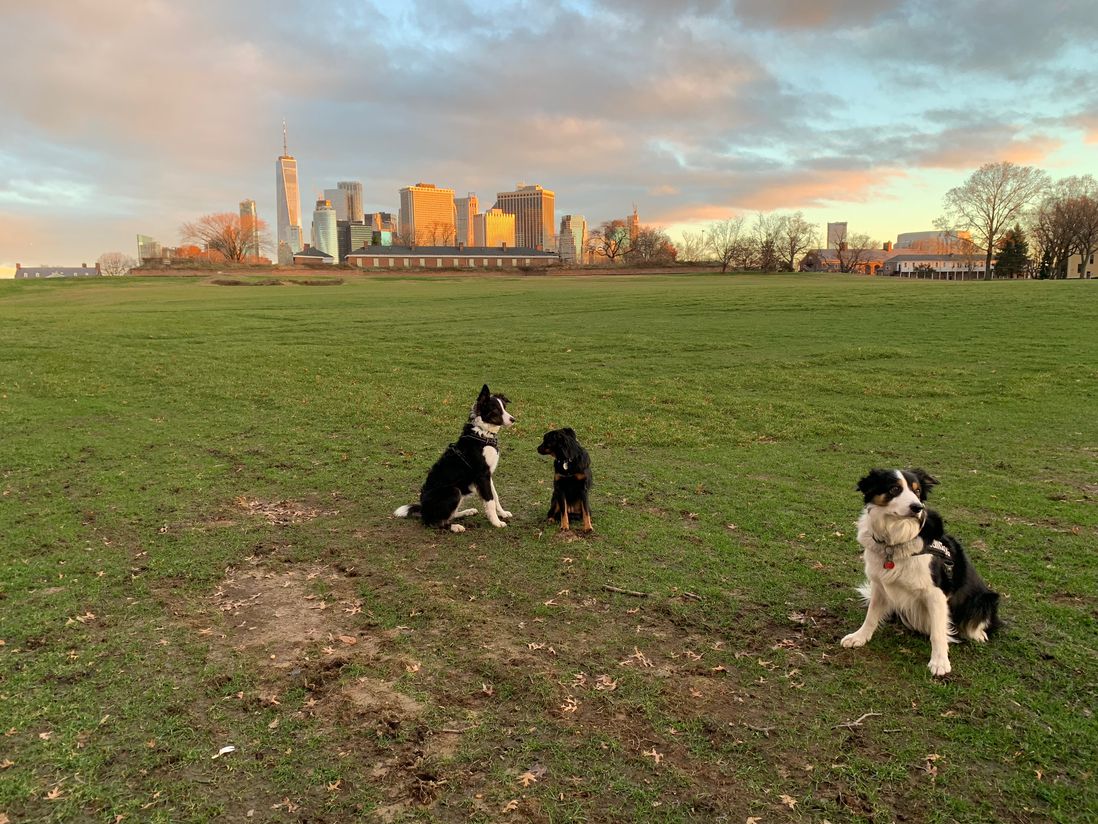 The working dogs at sunrise